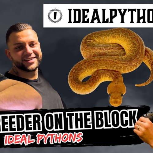 Working The Sunset Ball Python Morph In 2026 | New Breeder On The Block Ep.783