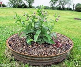 25 Comfrey Seed (Symphytum Officinale) used as a healing herb for centuries
