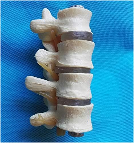Human Lumbar Spine Model - Detachable Lumbar Spinal Column Model - 1: 1 Life Size Lumbar Model Human Body Anatomy Replica - for Science Classroom Study Display (A)