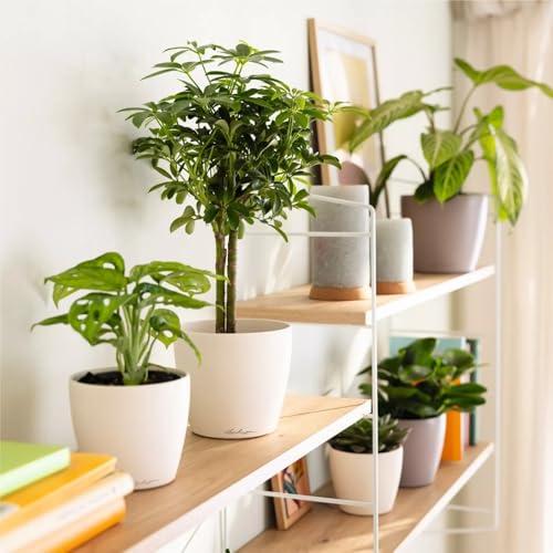 LECHUZA-Tischgefäß Classico Color 14 Deco Linde, Matte Oberfläche, Ø 15 x 13,5 cm, 16683