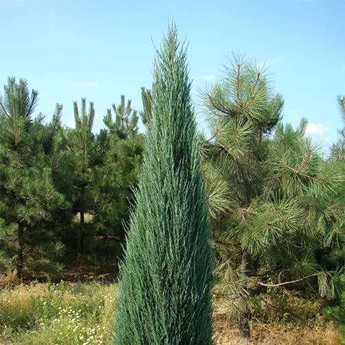 Blue Arrow Juniper - 3 Live Gallon Size Trees - Juniperus Scopulorum - Formal Evergreen Privacy Screening Plants #TOP6