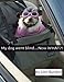My dog went blind - Now WHAT?!