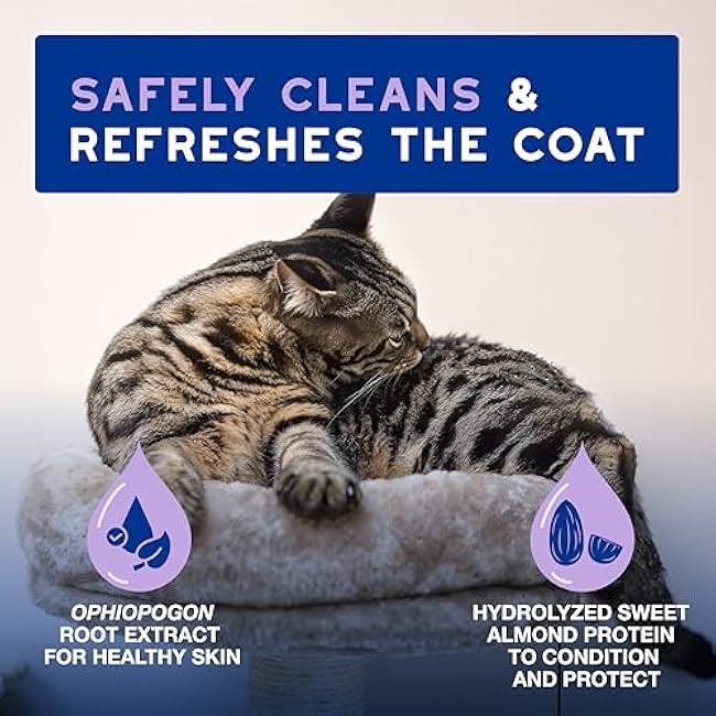 DOUXO? Skin & Coat SPA - Ultra-Safe Low-Stress Refresh Leave-on Mousse for Cats, 10 fl oz, Leaves The Coat Clean, Refreshed, Soft, Radiant and Smelling Great, Skin-Friendly Formula-jK9trURr