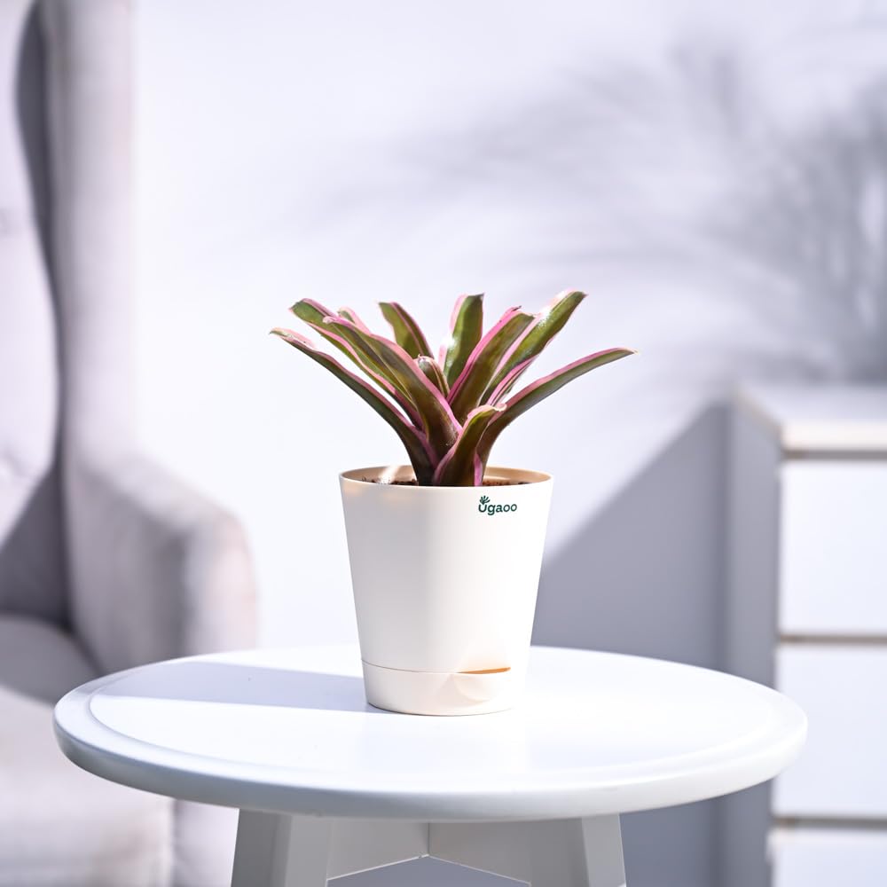 See full amazon price history chart for UGAOO Red Bromeliad Natural Live Indoor Plant with Pot - Small UGAOO Red Bromeliad Natural Live Indoor Plant with Pot - Small (B0B74PMV74) Amazon Price History, Amazon Price Tracker