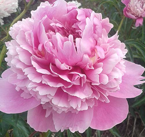 Graciela Peonia 3 Radici