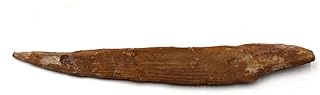 Hybodus Shark Dorsal Fin Spine Real Fossil 5 1/2 inch 18092