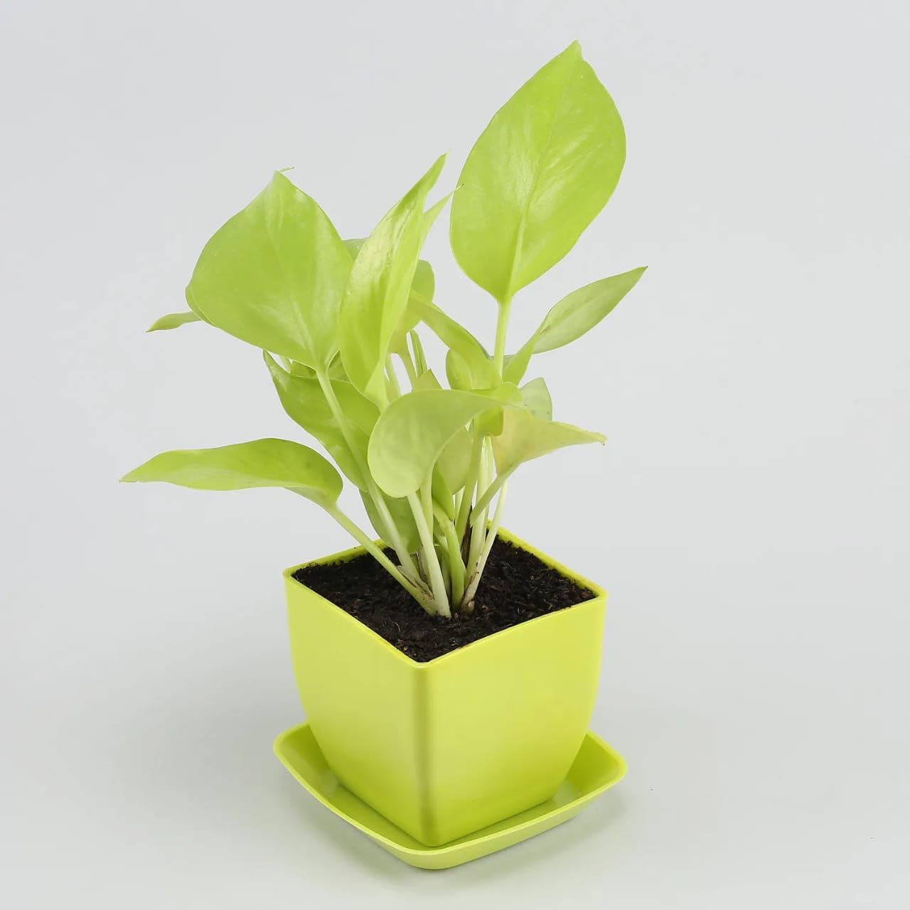 Air Purifying Money Plant With Attractive Pot, indoor & outdoor, Living