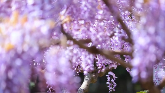 Amazon.com : Pack 2 Purple Wisteria Live Plants for Planting