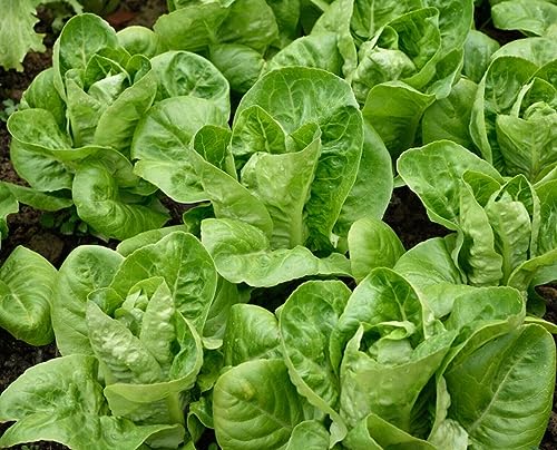 vegetable seeds lettuce