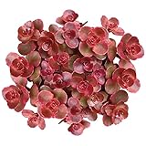 Succulents Box Dragon's Blood Stonecrop Sedum Spurium (2 inch) | Live Healthy Unique Red Succulents for Home Office Decoration