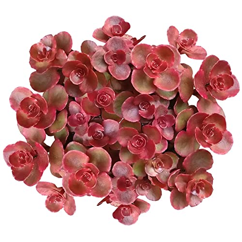 Dragon's Blood Stonecrop Sedum Spurium (4 inch) | Live Healthy Unique Red Succulents for Home Office Decoration Dragon's Blood Stonecrop Sedum Spurium (4 inch) | Live Healthy Unique Red Succulents for Home Office Decoration