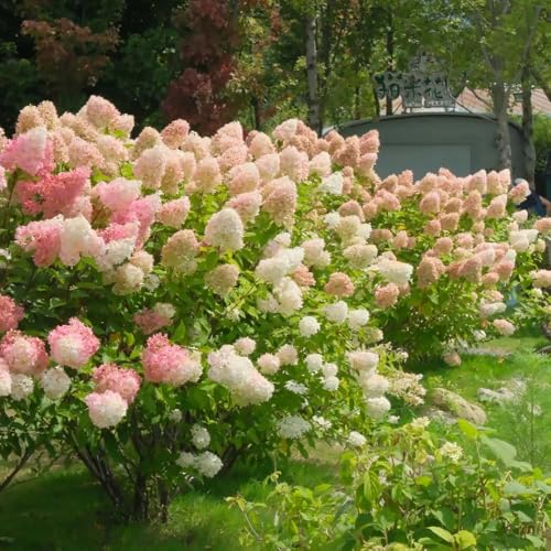 seme ortensia giardino ortensie panicola Serie rara ortensia panicola, resistente in giardino ortensie esotiche giunte 60pcs seme