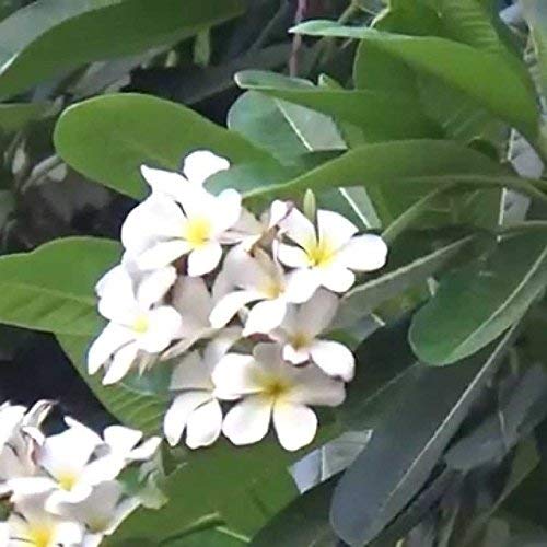 See full amazon price history chart for SelfLine | Magnolia Southern magnolia Magnolia grandiflora Him champa Tree Live Plant SelfLine | Magnolia Southern magnolia Magnolia grandiflora Him champa Tree Live Plant (B0B6HVNFLW) Amazon Price History, Amazon Price Tracker