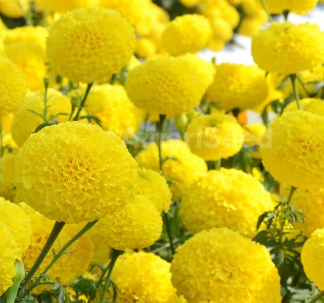 Gromax India Good Fragrance Marigold Yellow Flower Seeds Special Blooming for Your Home Garden Pack of 40 Seeds (B09S3QD9V4) Amazon Price History, Amazon Price Tracker