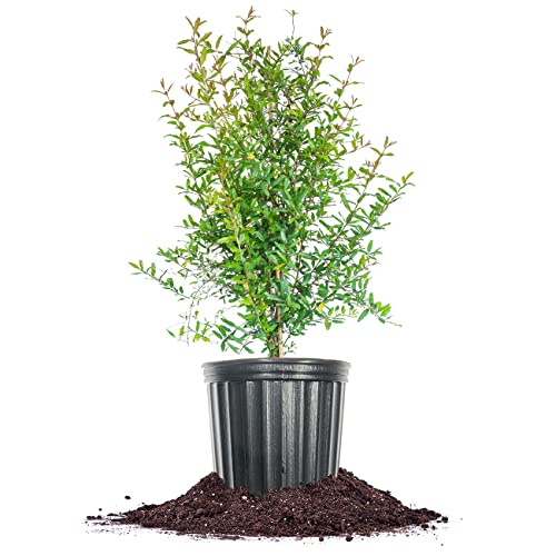 Russian Pomegranate in a 3 Gal. Grower's Pot | Cold Hardy Drought Tolerant | Yields Large Delicious Fruit | Real Dwarf Fruiting Tree