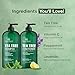 Botanic Hearth Tea Tree Shampoo And Conditioner Set | With 100% Pure Tea Tree Oil, For Itchy And Dry Scalp, Sulfate/Paraben Free | For Men And Women | 16 Fl Oz Each