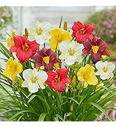 Winterharte Taglilien Kollektion (5 Pflanzen), Mix von 5 Hemerocallis Sorten, große Winterharte S...
