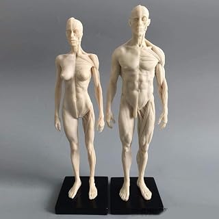 11inch Human Anatomical Model Art Mannequin Musculoskeletal Structure of Painting Sculpture White Body (Male+Female )