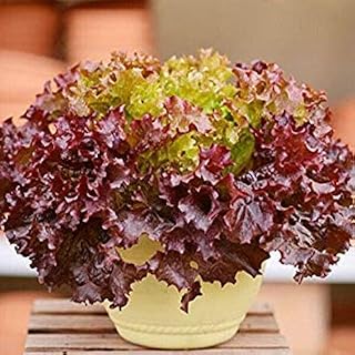 Gelb: 50 teile/Los italienischen salat samen Guten geschmack große salat wahl, Einfach zu wachsen gemüse Bonsai DIY Haus & Garten: Only Seeds