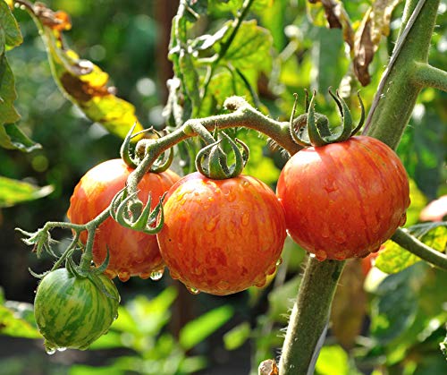 Tomatensamen Artisan Blush Tiger – Datteltomate, Gelb-orange Mit Pink-roten Streifen, 10 Korn