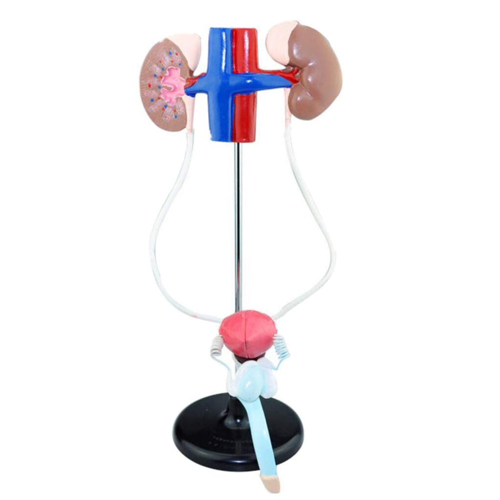 Sjdopulse Men's Genitourinary System Model - Urinary System Model- Human Organ Anatomy Model - Human Anatomy Science Models - For Study Medical Teaching Model