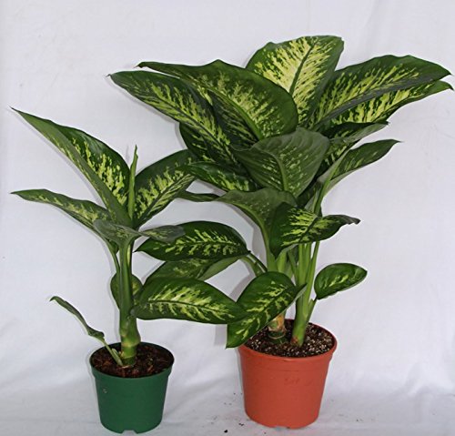 Difenbaquia Tropic (Maceta 22 cm Ø) - Planta viva de interior