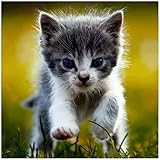 Kittens - 2022 Lightweight Wall Calendars by Yellofinch - 10.5 x 18.25” (Open) - Cuteness Overload