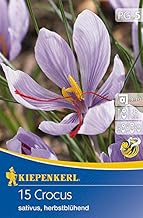 Crocus sativus " Echter Safran " (5)