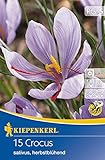 Crocus sativus " Echter Safran " (5)