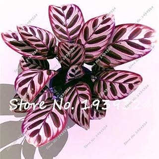 100Pcs Colorful Calathea Seeds Seeds Balcony Bonsai Plant Potted Flowers for Garden &Amp; Home Four Seasons Planting,Easy to Grow