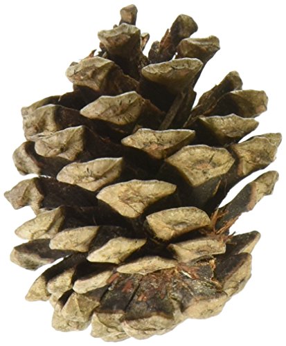 Winter Woods Natural Red Pinecones 7oz