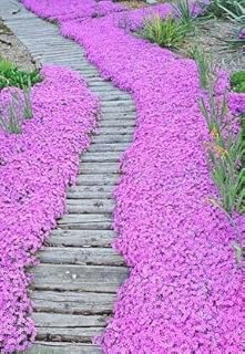 2 : 2017 New Seeds Phlox Flower Seeds,Garden Phlox Arrival Starry Glow, Perennial Flower Seeds Bonsai Plant 100Pcs