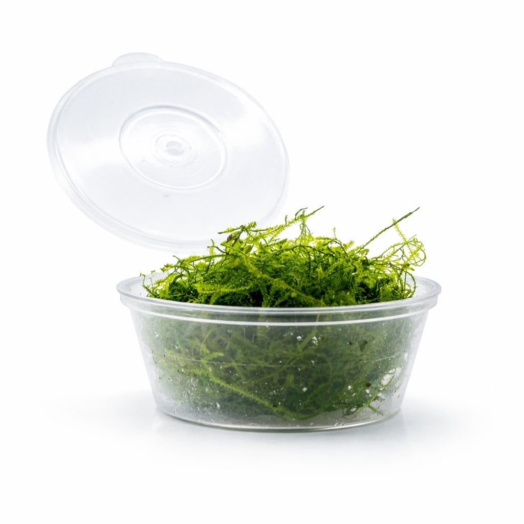 GreenGrapesStudio Java Moss – Fresh Vesicularia Loose Bunch Live Plant for Aquarium | Ideal for Aquascape & Shrimp Tanks-image-38