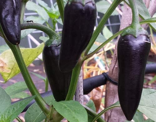 Vajra seeds Black Cobra Hot Pepper Chilli Vegetable Seeds, 25 Seeds Packet