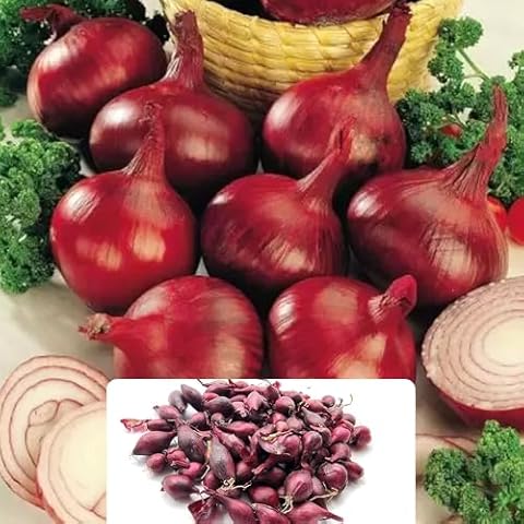 250g Electric Onions for UK Gardens Cover