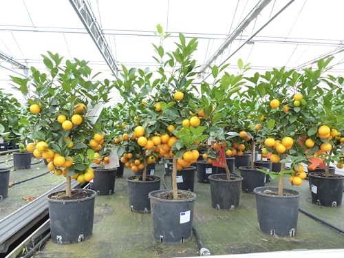gruenwaren jakubik Calamondin Stamm Busch Orange Citrus Mitis 80-90 cm Orangenbaum Calamondino Kalamansi