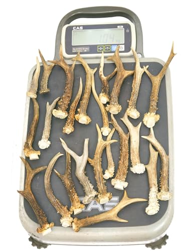 RF - Deer Natürliches Rehbockgeweih, Kleiderhaken, Möbelgriff, Besteckgriff, Hundespielzeug, Umweltfreundliche Verpackung, Dekoration aus Geweihen, Angebot betrifft 1 kg, 11-20 Stück, 12-23 cm