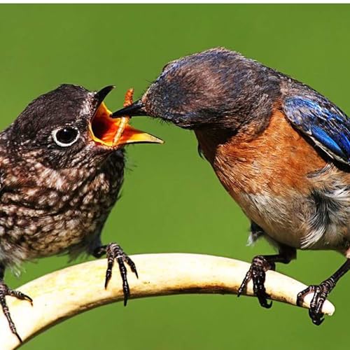 Mehlwürmer 3 Liter Premiumqualitätssnack geeignet für Vögel, Fische, Reptilien, Schildkröten, Igel, Nager, Wildtierfutter