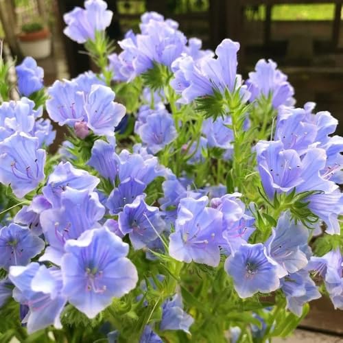 Semi di testa vipera perenne, esotiche Echium vulgare, luoghi soleggiati Le da balcone sono perenni resistenti 400pcs