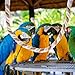 Milisten Bird Toy Pack Soft Bendable Bird Perch Climbing Rope Parrot Perch for Parakeets Cockatiels Lovebirds Cage Accessories