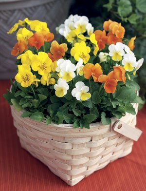 Viola Penny Citrus Mix 1,000 Seeds