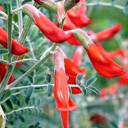 【種子】Sutherlandia Frutescensステルランディア・フルテッセンス◎南アフリカ原産のマメ科の小灌木植物◆5粒