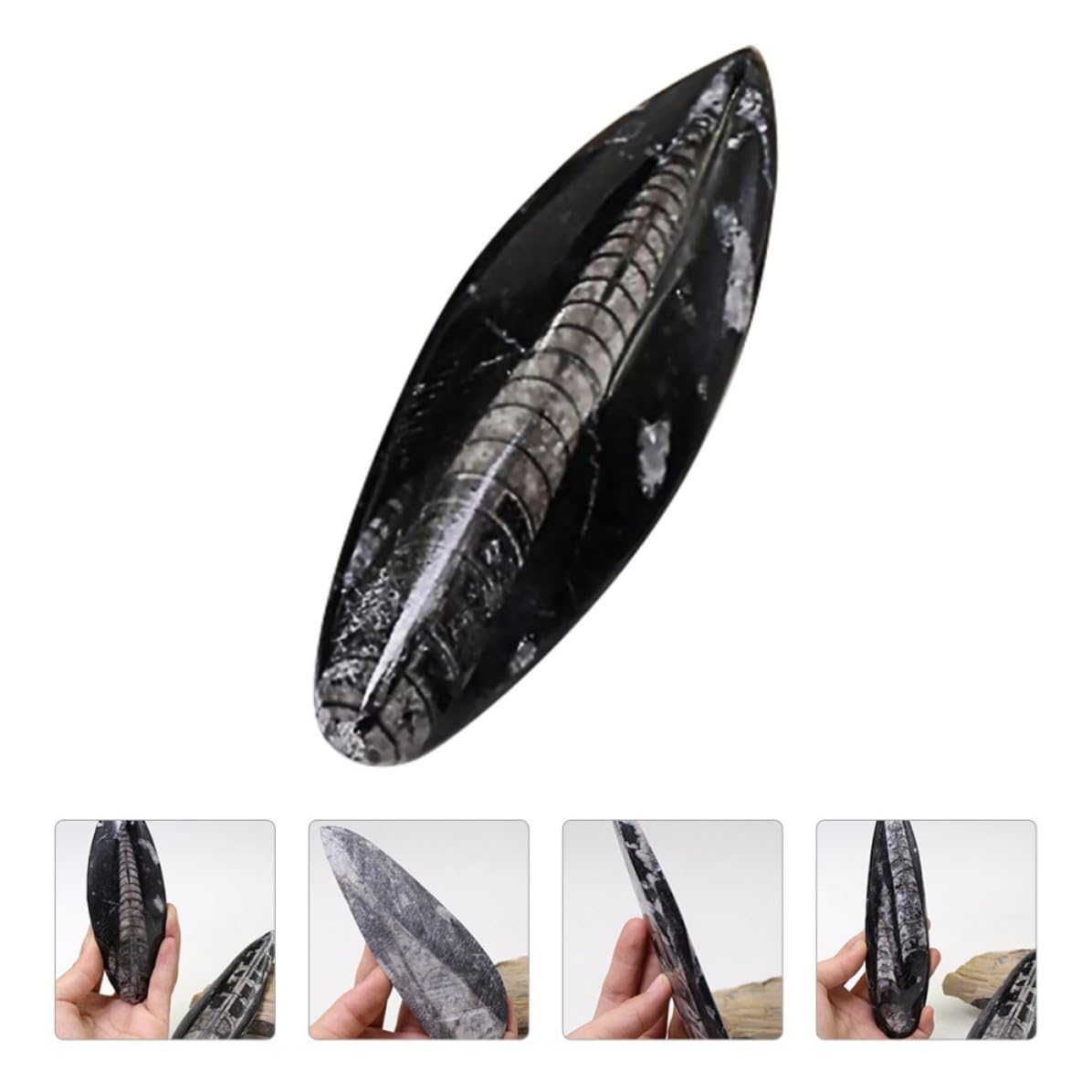 Campione Fossile Orthoceras Autentico in Minerale Nero per Scopi Educativi Decorazione per Laboratorio di Scienze e Arricchimento Didattico