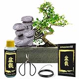 ZIMMERBONSAI - Unser immergrüner Bonsai ist in Kombination mit der mitgelieferten Dekoration ein echtes Highlight in jeder Umgebung – egal ob Wohn-, Schlafzimmer oder Badezimmer.