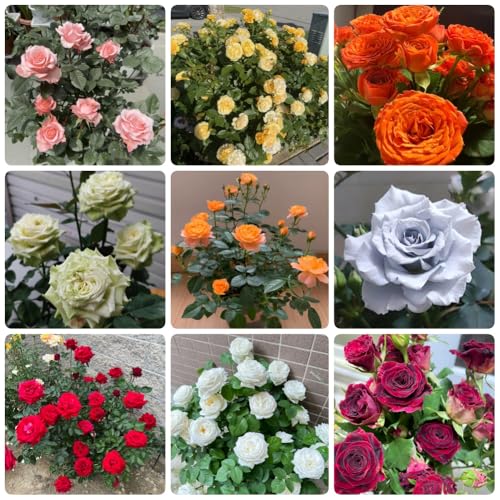 Semi di rosasemi resistenti, recisi rosasemi, campo 150pcs