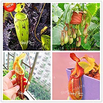 Graines fraîches génériques Graines de Nepenthes Nepenthes Carnivora Fleurs Purifier l'air Catch Mixte pour les graines de jardin à la maison