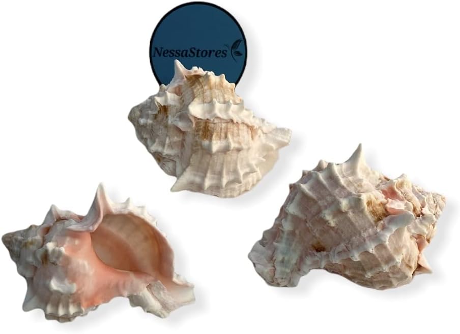 NessaStores - Pink Murex Phyllonotus erythrostomu Hermit Crab Sea Shell 3 1/2" - 4" #JC-041 (36 pcs)