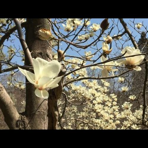 第499話『何度でも立ち上がる』-【軽井沢にゆかりのある作家篇】横溝正史-