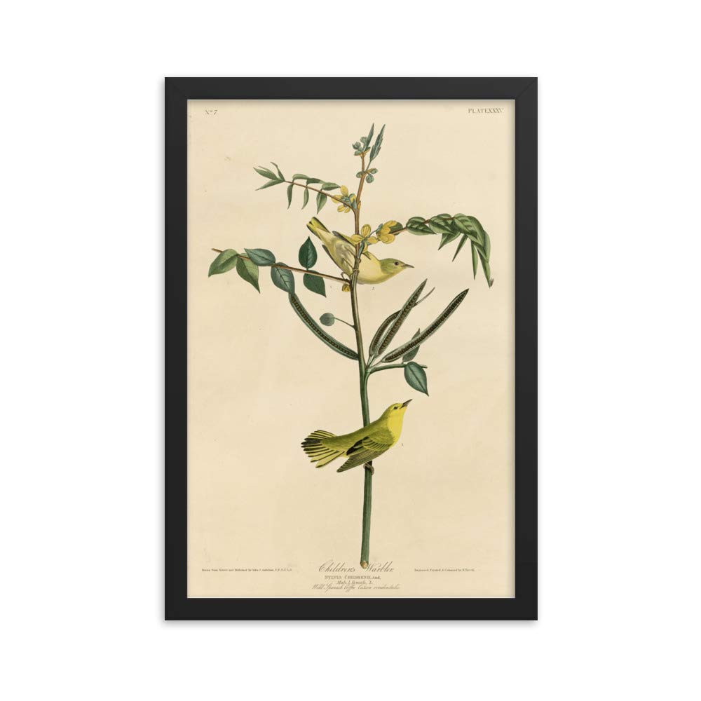 Poster zoologue jaune d'Audubon encadré pour créer une ambiance cabinet de curiosités