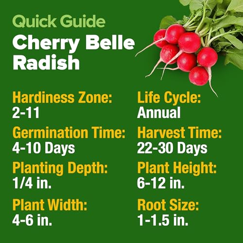 Image of HOME GROWN Cherry Belle Radish Seeds 800+ Heirloom Non-GMO Seeds for Planting, High Germination, Fast Growing Red Radish, Harvest in 30 Days, Crisp & Mild Root Vegetable,Spring Fall (Raphanus sativus)